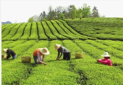 湖南推出茶葉新政，打造湘西公共品牌“瀟湘茶”